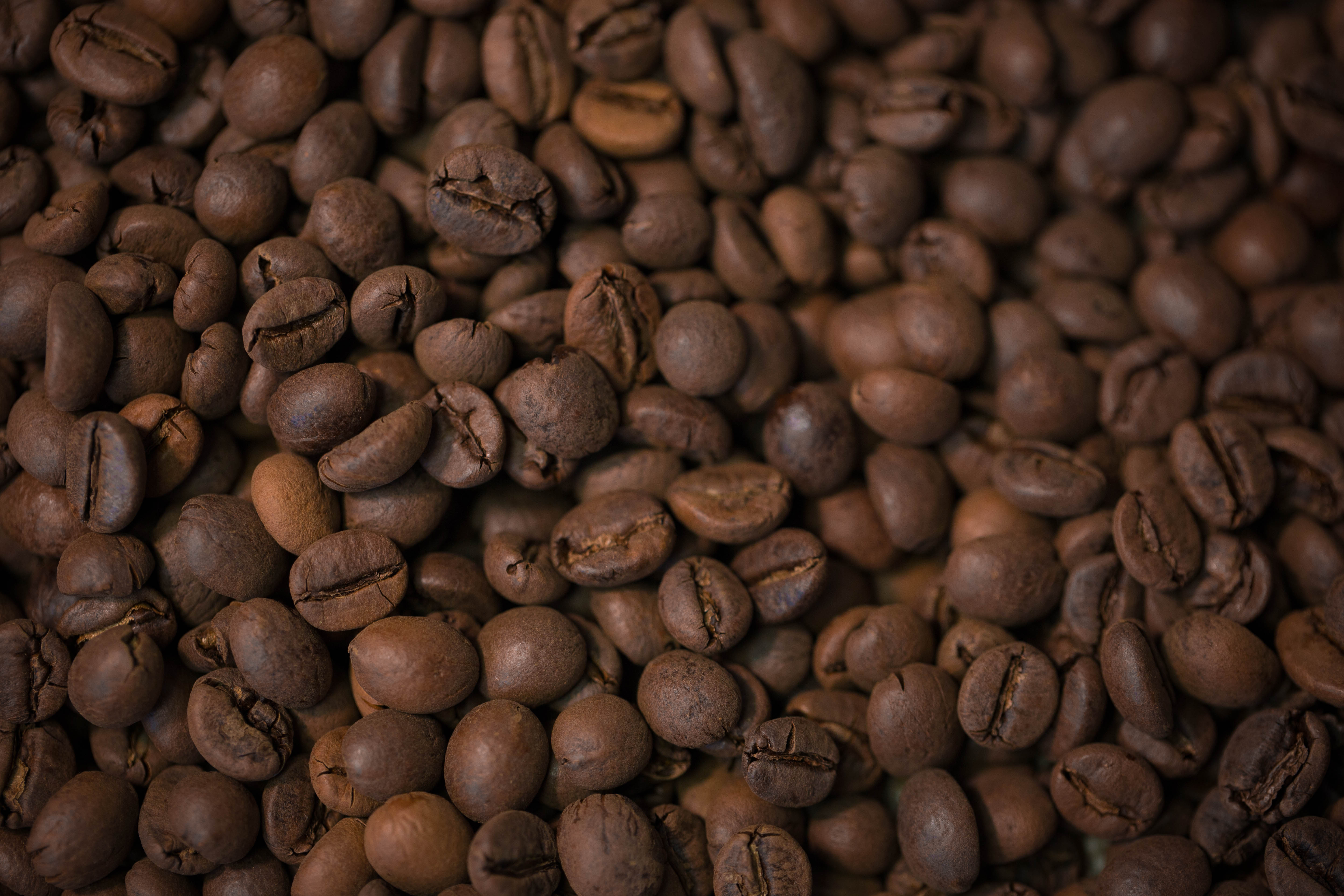 Сорт арабика и робуста. Уганда Робуста zerno Coffee. Кофе Арабика Робуста Либерика. Кофе "Робуста Уганда" зеленый. Зерна Арабика, Робуста, Либерика, Эксцельза.