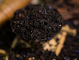 19) Чай ароматизированный черный - Изысканный Бергамот